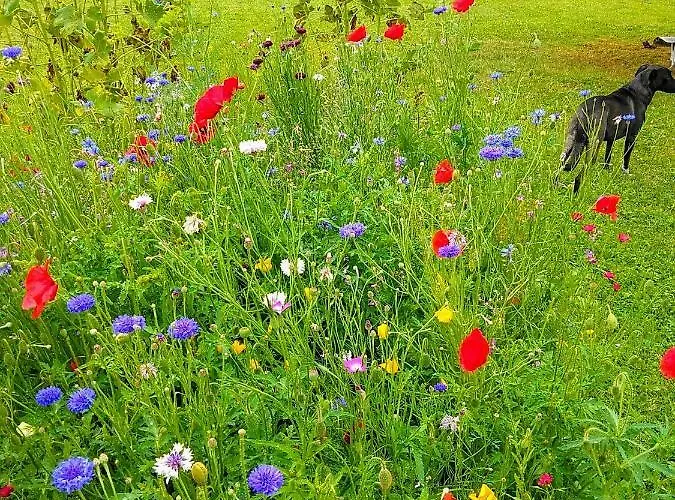 Kwatera prywatna La Dilettante *